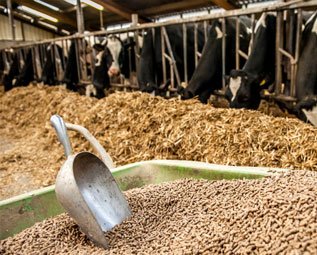 Cattle Feed