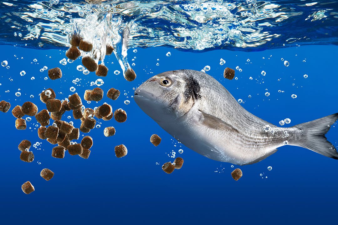 IMG_Aquafeed