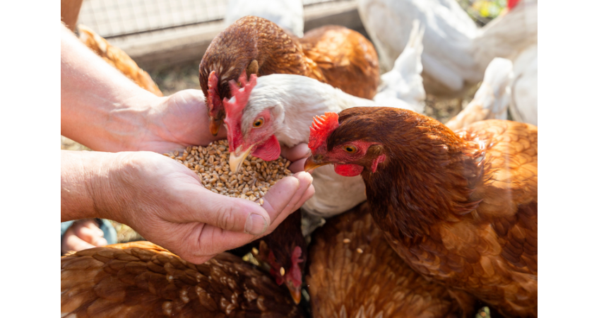 POULTRY