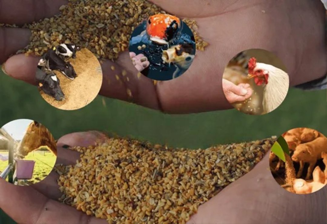 guar roasted